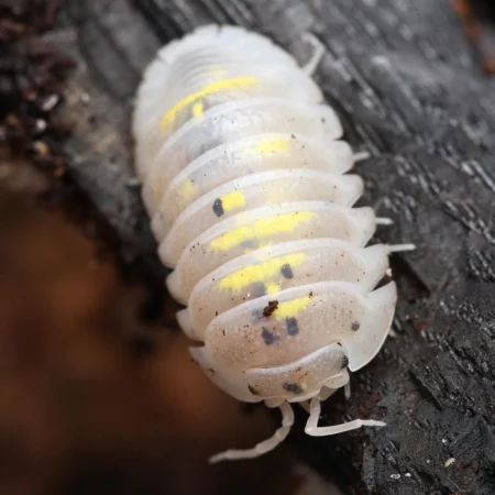 Buy Armadillidium Granulatum “Magic Potion”