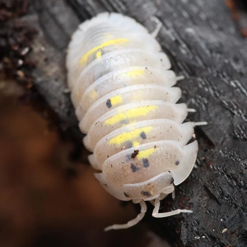 Buy Armadillidium Granulatum “Magic Potion”