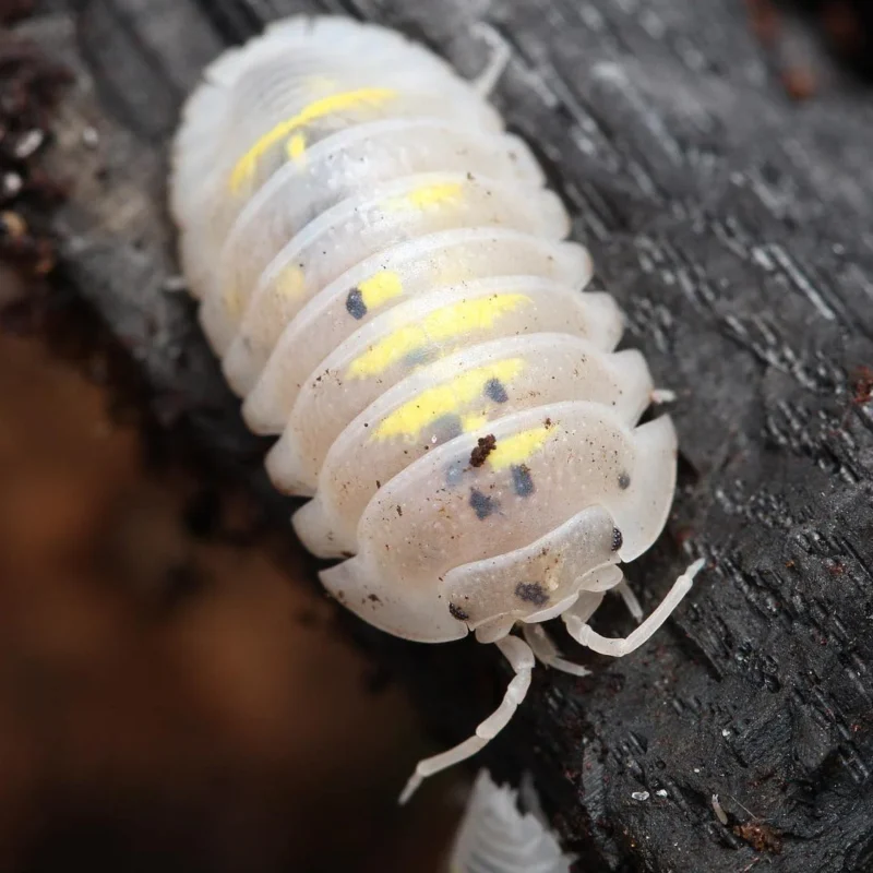 Buy Armadillidium Granulatum “Magic Potion” - Image 2