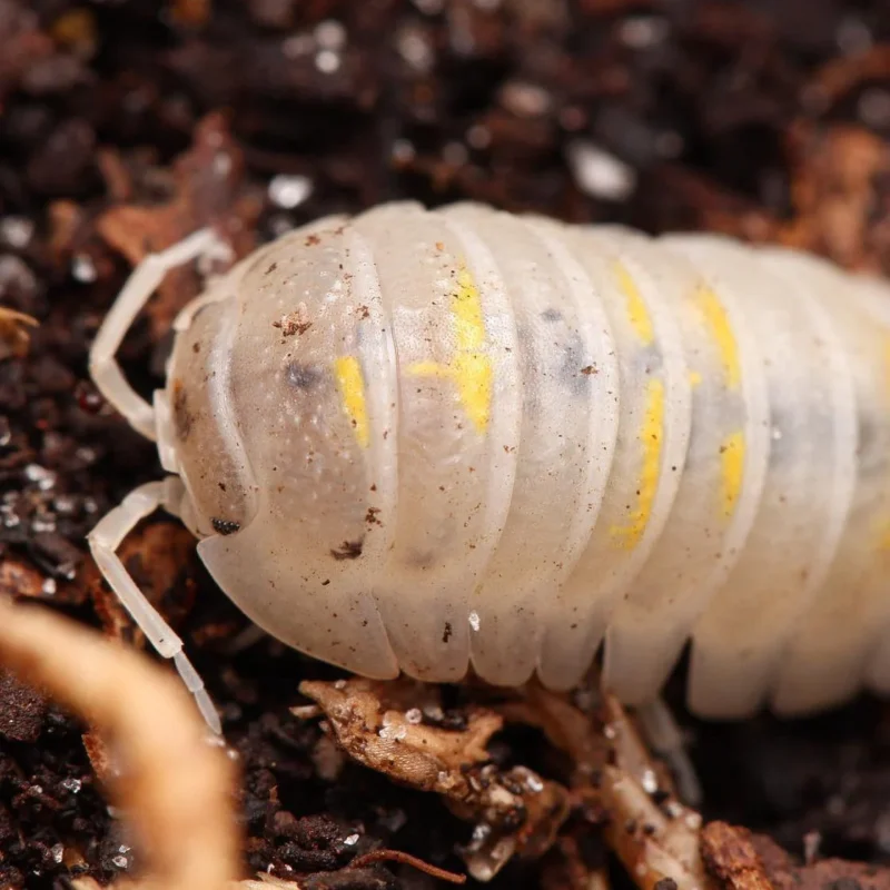 Buy Armadillidium Granulatum “Magic Potion” - Image 3