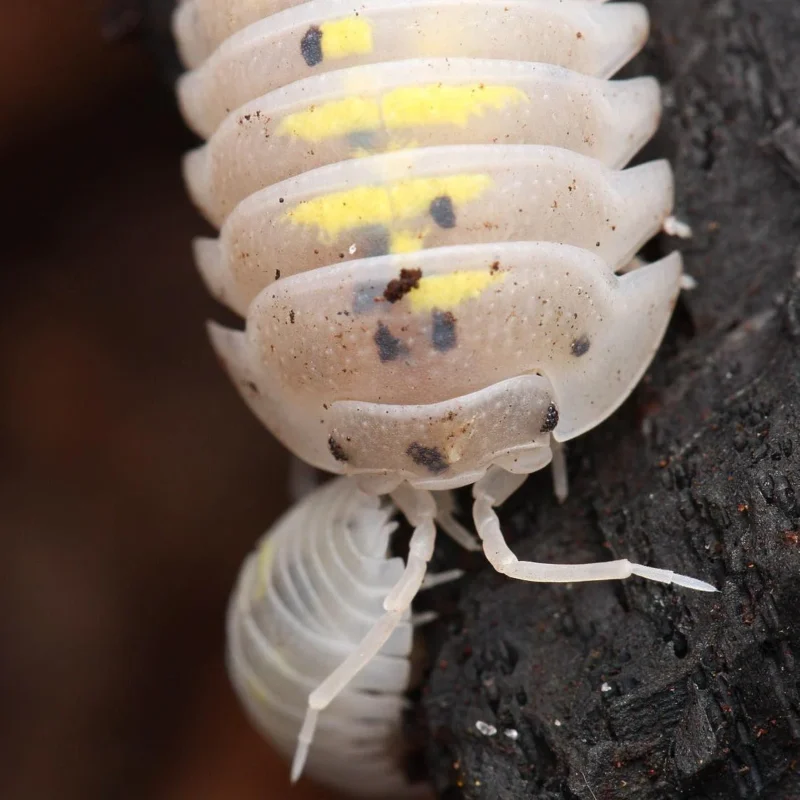 Buy Armadillidium Granulatum “Magic Potion” - Image 4