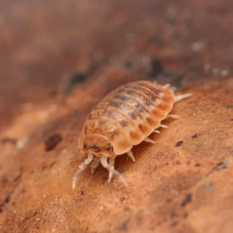 Agabiformius Lentus “Pumpkin Spice” - Image 2