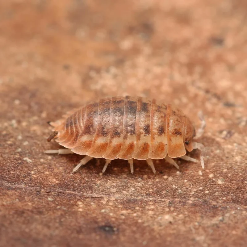 Agabiformius Lentus “Pumpkin Spice”