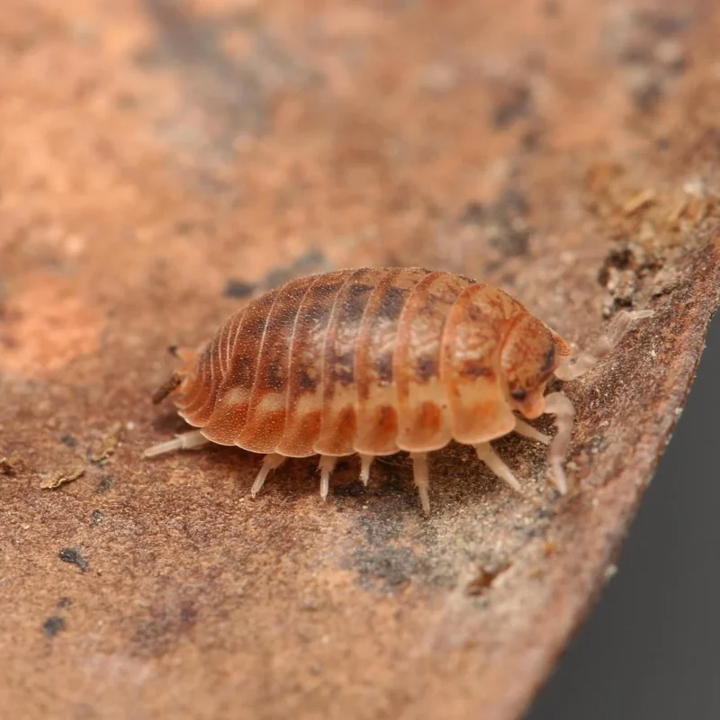 Agabiformius Lentus “Pumpkin Spice” - Image 3