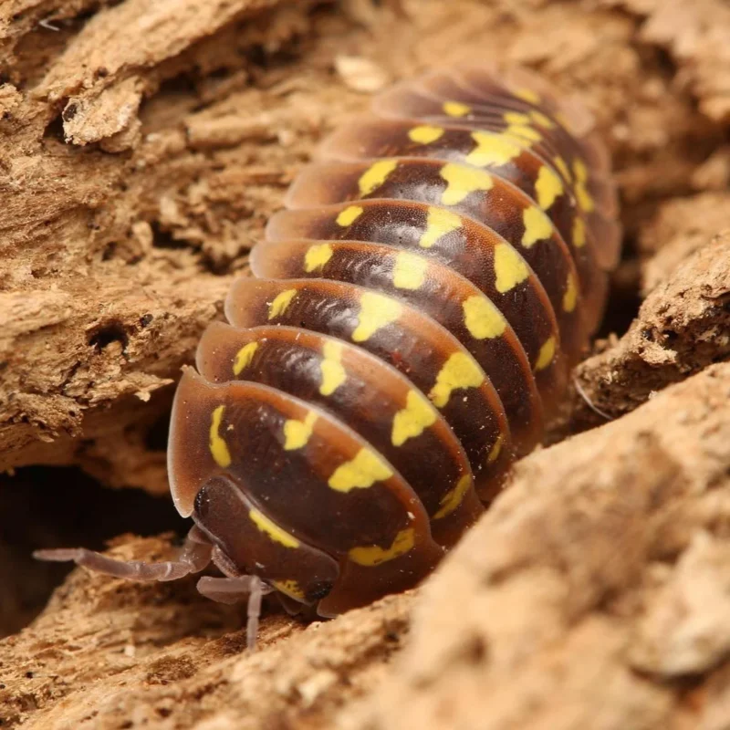 Armadillidium Gestroi “Halloween” - Image 3
