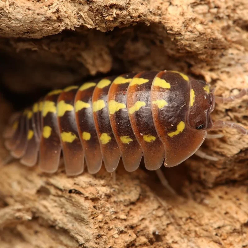 Armadillidium Gestroi “Halloween” - Image 2