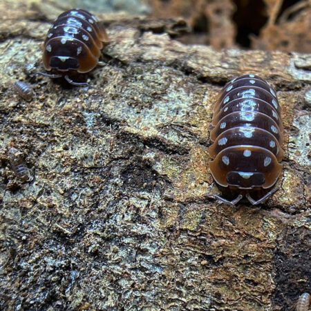 Buy Armadillidium Klugii "Dubrovnik"