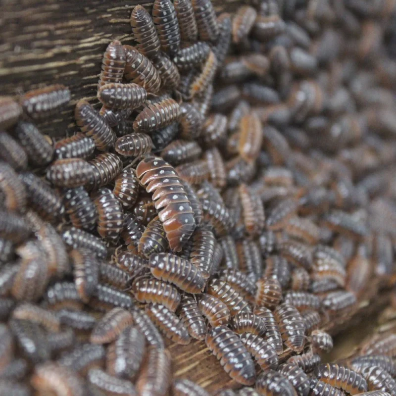 Buy Armadillidium Klugii "Dubrovnik" - Image 2