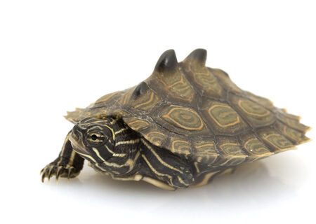 Black Knobbed Map Turtle for Sale