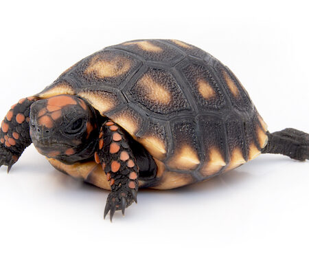 Cherry Head Red Foot Tortoise for Sale