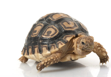 Leopard Tortoise for Sale