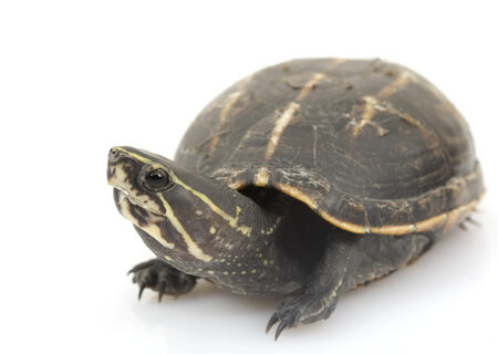 Three Striped Mud Turtle for Sale