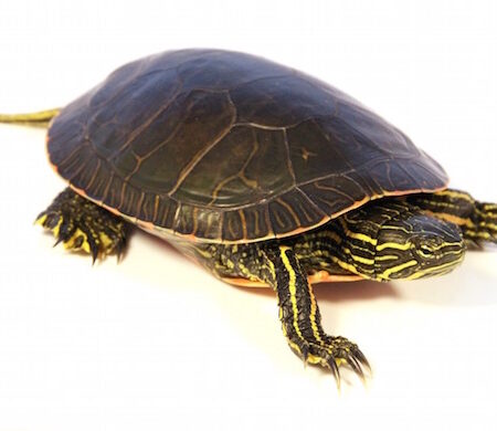 Western Painted Turtle for Sale
