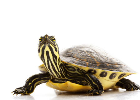 Yellow Bellied Slider Turtle for Sale