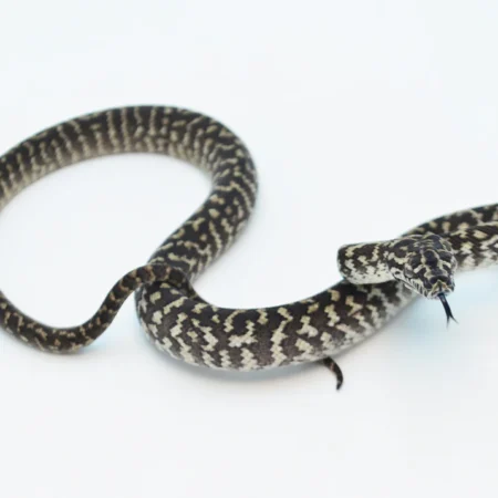 Carpet Python for sale​