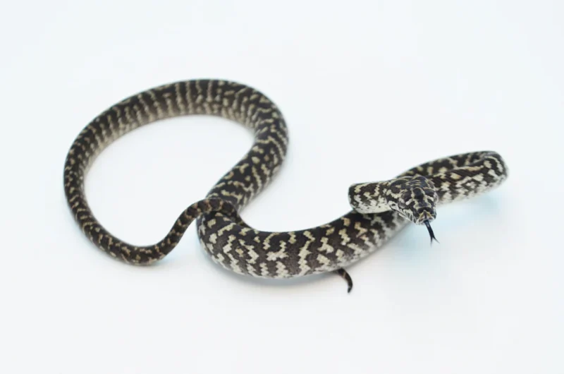 Carpet Python for sale​