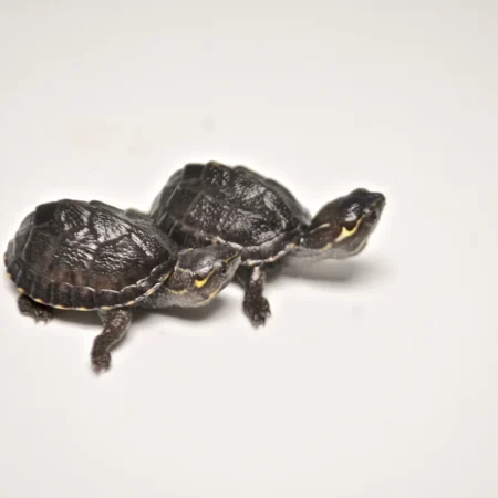 Stinkpot Musk Turtle for Sale