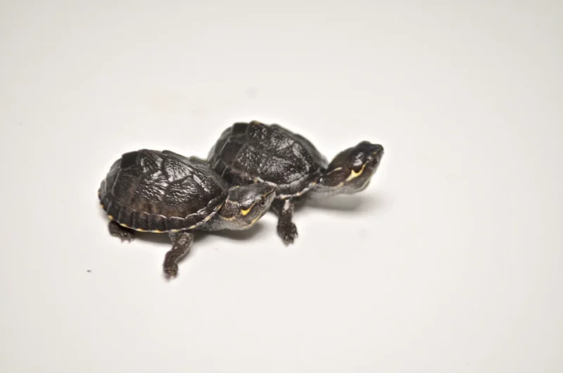 Stinkpot Musk Turtle for Sale
