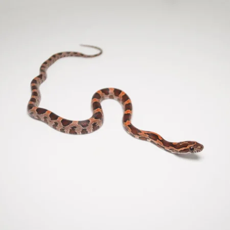 Okeetee Corn snake for sale​