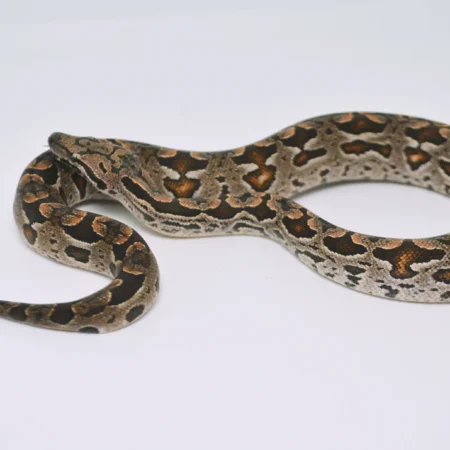 Dumerils Boa for sale​