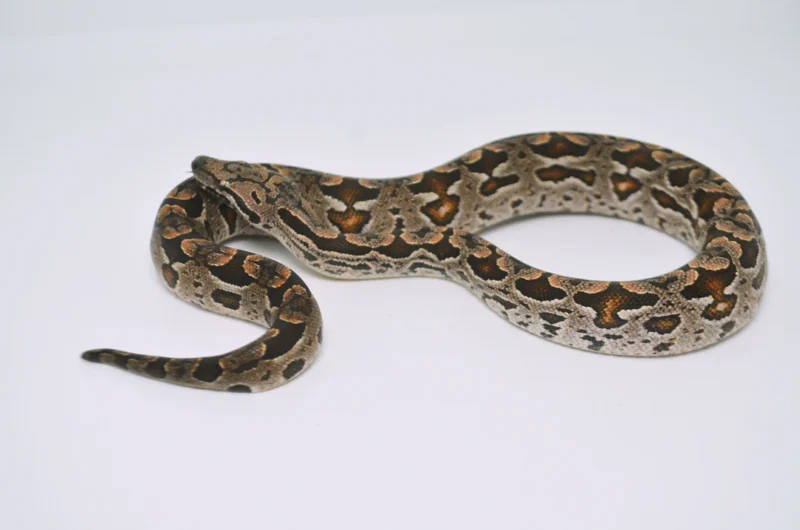 Dumerils Boa for sale​
