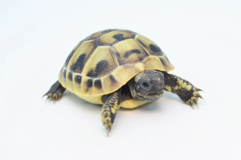 Hermanns Tortoise for sale