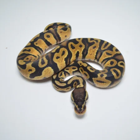 Pastel Ball Python for sale​