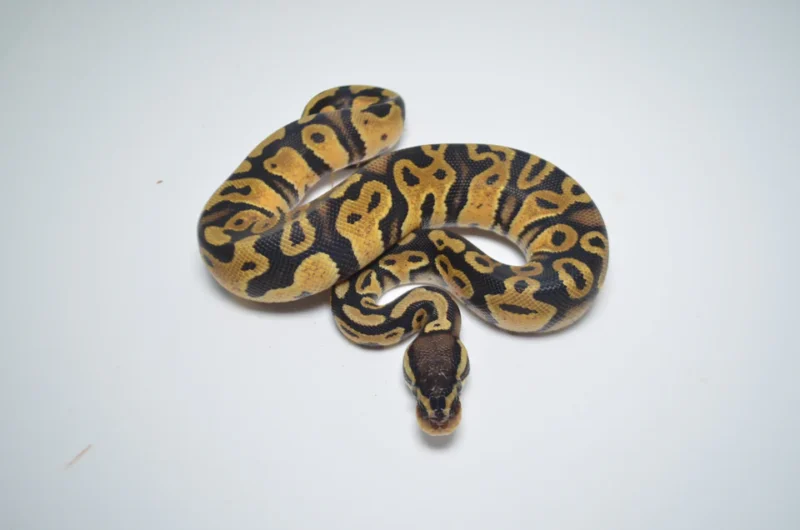 Pastel Ball Python for sale​