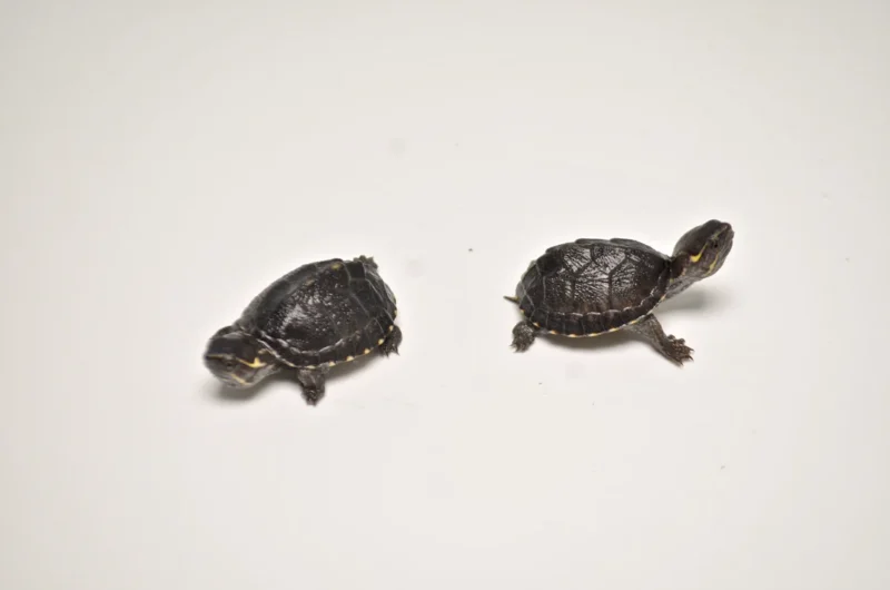 Stinkpot Musk Turtle for Sale