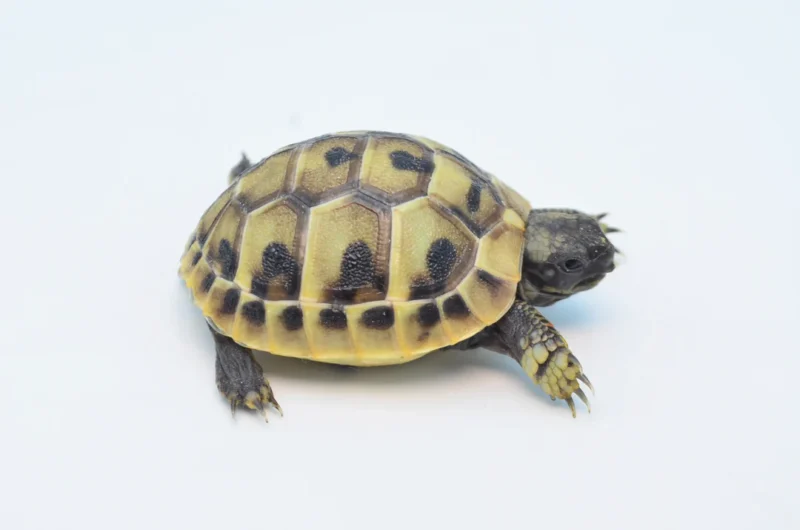 Hermanns Tortoise for sale - Image 2