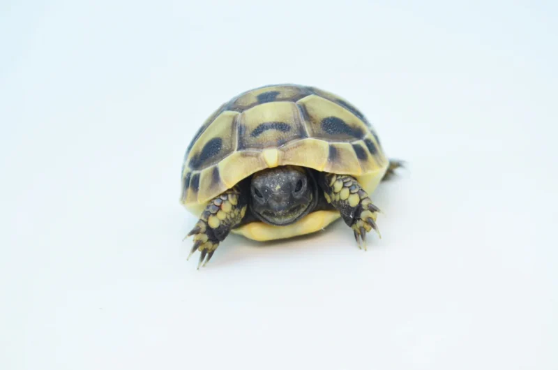 Hermanns Tortoise for sale