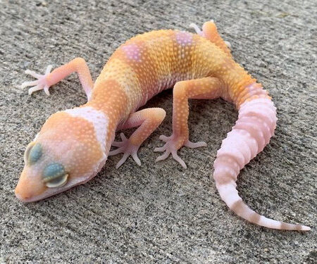 Albino Leopard Gecko for Sale
