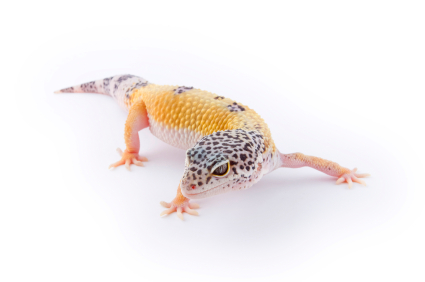 Assorted Leopard Gecko Morphs for Sale