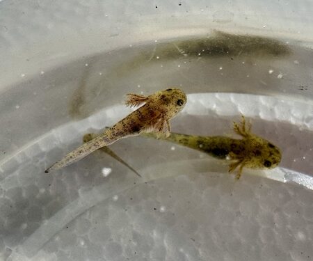 Baby Axolotls for Sale