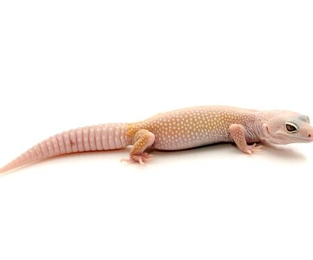 Blazing Blizzard Leopard Gecko for Sale