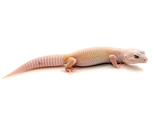 Blazing Blizzard Leopard Gecko for Sale