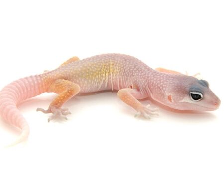 Blizzard Leopard Gecko for Sale