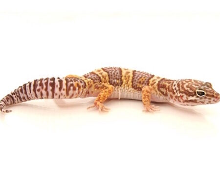 Chocolate Albino Leopard Gecko for Sale