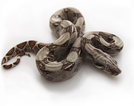 Columbian Red Tail Boa for Sale