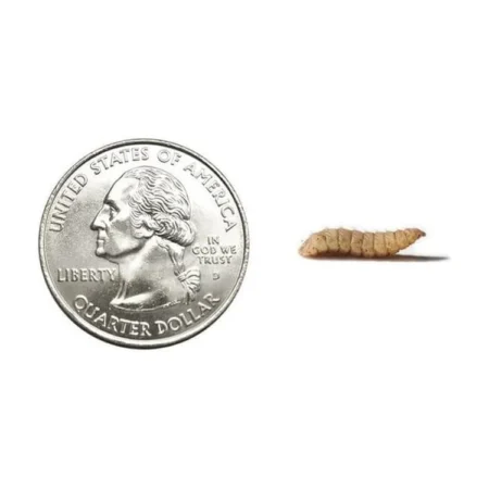 Large Soldier Fly Larvae