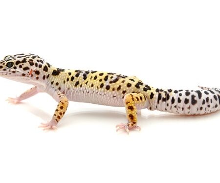 Leopard Geckos for Sale