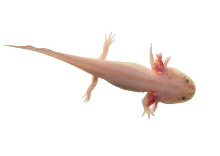 Leucistic Axolotl for Sale