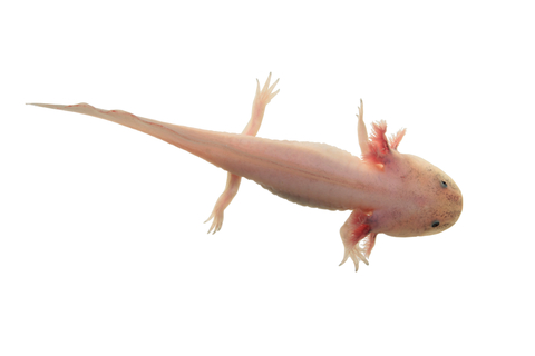 Leucistic Axolotl for Sale
