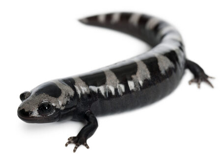 Marbled Salamander for Sale