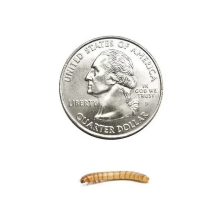 Medium Mealworms