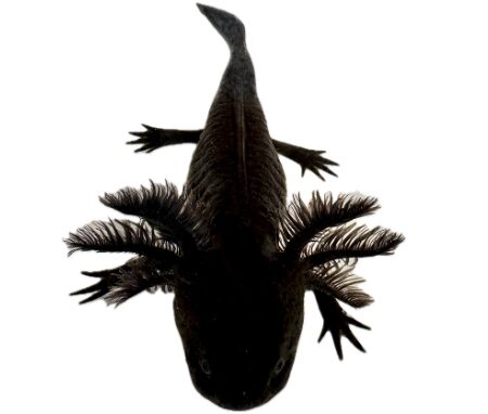 Melanoid Axolotl for Sale
