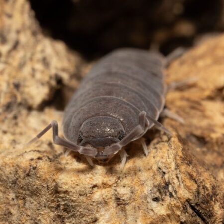 "Powder Blue" Isopods (Porcellionides pruinosus) 64