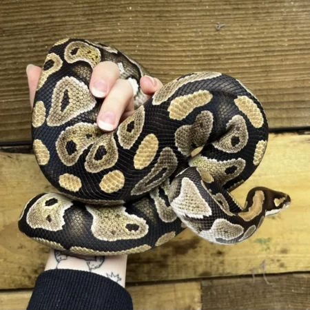 Ball Pythons for Sale
