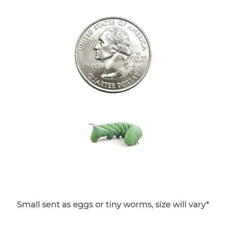 Hornworms