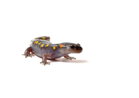 Spotted Salamander for Sale